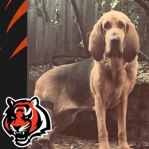 Meet your Posher, Bruce